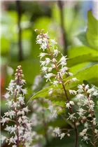 Heucherella 'Sweet Tea'® - Helles Garten-Purpurglöckchen
