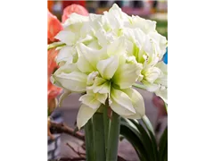 Hippeastrum 'Marilyn' - Ritterstern 'Marilyn' Hippeastrum 'Marilyn' - Ritterstern 'Marilyn'