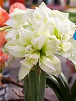 Hippeastrum 'Marilyn' - Ritterstern 'Marilyn' Hippeastrum 'Marilyn' - Ritterstern 'Marilyn'