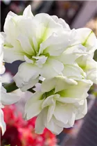 Hippeastrum 'Marilyn' - Ritterstern 'Marilyn' Hippeastrum 'Marilyn' - Ritterstern 'Marilyn'