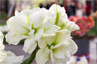 Hippeastrum 'Marilyn' - Ritterstern 'Marilyn' Hippeastrum 'Marilyn' - Ritterstern 'Marilyn'