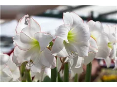 Hippeastrum 'Picotee' - Ritterstern 'Picotee' Hippeastrum 'Picotee' - Ritterstern 'Picotee'