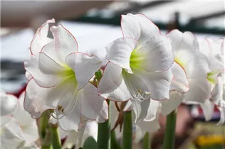 Hippeastrum 'Picotee' - Ritterstern 'Picotee'