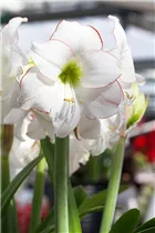 Hippeastrum 'Picotee' - Ritterstern 'Picotee'