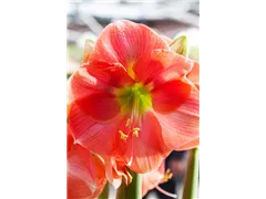 Hippeastrum 'Rosalie' - Ritterstern 'Rosalie' Hippeastrum 'Rosalie' - Ritterstern 'Rosalie'