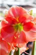 Hippeastrum 'Rosalie' - Ritterstern 'Rosalie' Hippeastrum 'Rosalie' - Ritterstern 'Rosalie'
