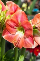 Hippeastrum 'Rosalie' - Ritterstern 'Rosalie' Hippeastrum 'Rosalie' - Ritterstern 'Rosalie'