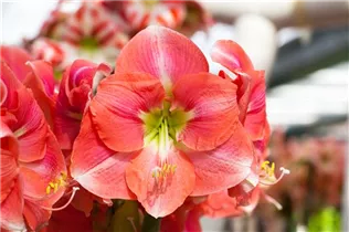 Hippeastrum 'Rosalie' - Ritterstern 'Rosalie' Hippeastrum 'Rosalie' - Ritterstern 'Rosalie'