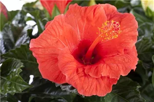 Hibiscus rosa-sinensis - Chinesischer Roseneibisch Hibiscus rosa-sinensis - Chinesischer Roseneibisch