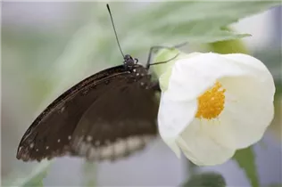 Hibiscus rosa-sinensis - Chinesischer Roseneibisch Hibiscus rosa-sinensis - Chinesischer Roseneibisch