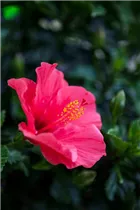 Hibiscus rosa-sinensis - Chinesischer Roseneibisch Hibiscus rosa-sinensis - Chinesischer Roseneibisch