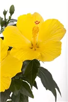 Hibiscus rosa-sinensis - Chinesischer Roseneibisch Hibiscus rosa-sinensis - Chinesischer Roseneibisch