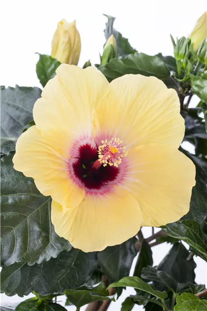 Chinesischer Roseneibisch, Hibiscus rosa-sinensis