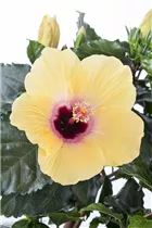 Hibiscus rosa-sinensis - Chinesischer Roseneibisch Hibiscus rosa-sinensis - Chinesischer Roseneibisch