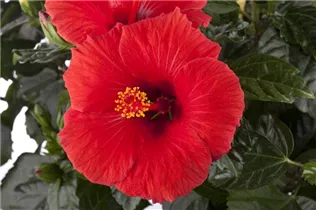 Hibiscus rosa-sinensis - Chinesischer Roseneibisch Hibiscus rosa-sinensis - Chinesischer Roseneibisch