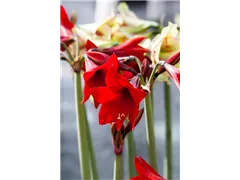 Hippeastrum 'Sonatini' - Hippeastrum 'Sonatini' Hippeastrum 'Sonatini' - Hippeastrum 'Sonatini'