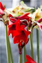 Hippeastrum 'Sonatini' - Hippeastrum 'Sonatini' Hippeastrum 'Sonatini' - Hippeastrum 'Sonatini'