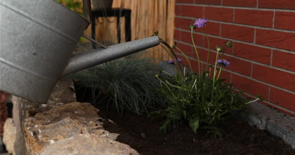  - Taubenskabiose - Einpflanzen im Garten