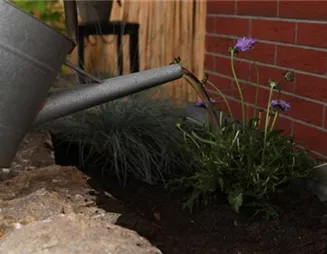 Taubenskabiose - Einpflanzen im Garten