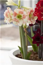 Hippeastrum 'Sonatini' - Hippeastrum 'Sonatini' Hippeastrum 'Sonatini' - Hippeastrum 'Sonatini'
