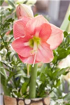 Hippeastrum 'Sonatini' - Hippeastrum 'Sonatini' Hippeastrum 'Sonatini' - Hippeastrum 'Sonatini'