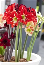 Hippeastrum 'Sonatini' - Hippeastrum 'Sonatini' Hippeastrum 'Sonatini' - Hippeastrum 'Sonatini'