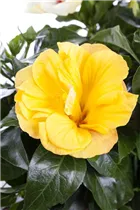 Hibiscus rosa-sinensis 'Jazz' - Roseneibisch Hibiscus rosa-sinensis 'Jazz' - Roseneibisch