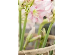 Hippeastrum Sonatini 'Pink Rascal' - Ritterstern Hippeastrum Sonatini 'Pink Rascal' - Ritterstern