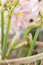 Hippeastrum Sonatini 'Pink Rascal' - Ritterstern Hippeastrum Sonatini 'Pink Rascal' - Ritterstern
