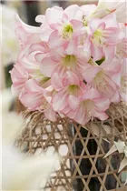 Hippeastrum Sonatini 'Pink Rascal' - Ritterstern Hippeastrum Sonatini 'Pink Rascal' - Ritterstern