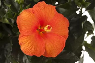 Hibiscus 'Sunny Cities'® - Hibiscus 'Sunny Cities'®