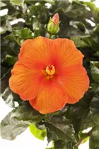 Hibiscus 'Sunny Cities'® - Hibiscus 'Sunny Cities'®