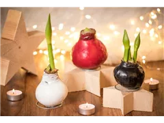 Hippeastrum 'Touch of Wax Natural' - Ritterstern 'Touch of Wax Natural' Hippeastrum 'Touch of Wax Natural' - Ritterstern 'Touch of Wax Natural'