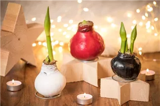 Hippeastrum Waxz® - Gewachster Ritterstern Hippeastrum Waxz® - Gewachster Ritterstern