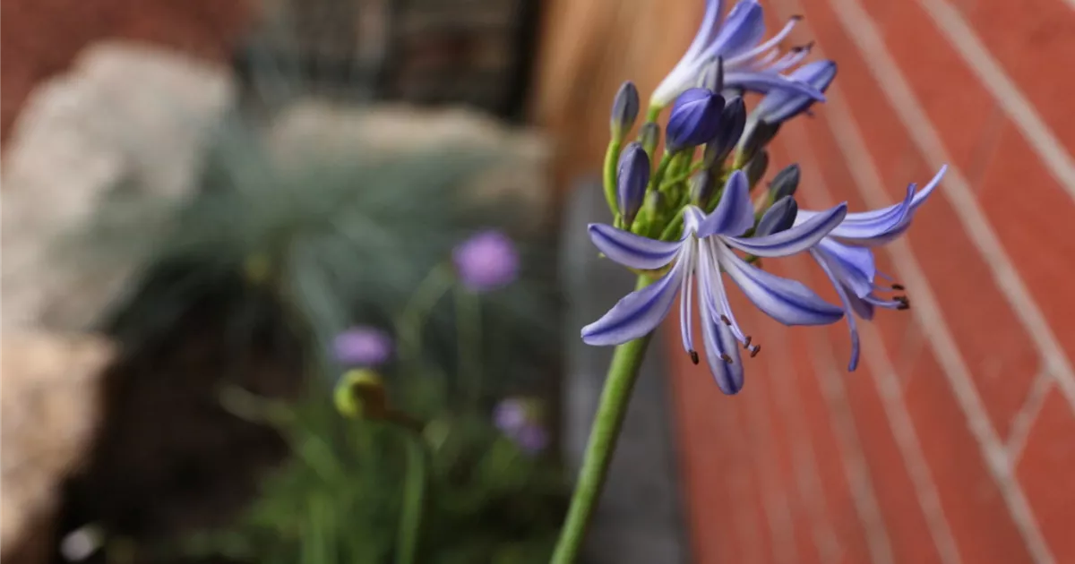  - Afrikanische Schmucklilie - Einpflanzen im Garten