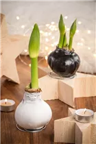 Hippeastrum Waxz® - Gewachster Ritterstern Hippeastrum Waxz® - Gewachster Ritterstern