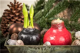 Hippeastrum Waxz® - Gewachster Ritterstern Hippeastrum Waxz® - Gewachster Ritterstern