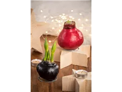 Hippeastrum Waxz® - Gewachster Ritterstern Hippeastrum Waxz® - Gewachster Ritterstern