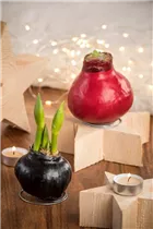 Hippeastrum Waxz® - Gewachster Ritterstern Hippeastrum Waxz® - Gewachster Ritterstern