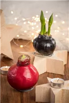 Hippeastrum Waxz® - Gewachster Ritterstern Hippeastrum Waxz® - Gewachster Ritterstern