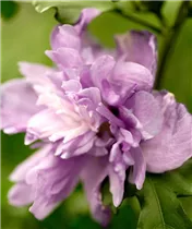 Hibiscus syriacus 'Ardens' - Garteneibisch 'Ardens'
