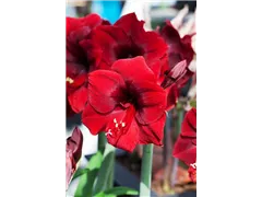 Hippeastrum, rot - Hippeastrum, rot Hippeastrum, rot - Hippeastrum, rot