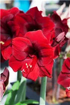 Hippeastrum, rot - Hippeastrum, rot Hippeastrum, rot - Hippeastrum, rot
