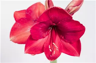 Hippeastrum, rot - Hippeastrum, rot Hippeastrum, rot - Hippeastrum, rot