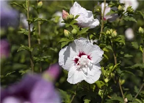 Hibiscus syriacus 'China Chiffon'® - Garteneibisch 'China Chiffon'®