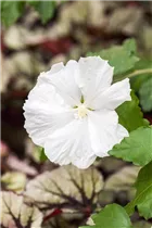 Hibiscus syriacus 'Diana' - Garteneibisch 'Diana'