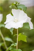 Hibiscus syriacus 'Diana' - Garteneibisch 'Diana'
