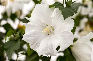 Hibiscus syriacus 'Diana' - Garteneibisch 'Diana'