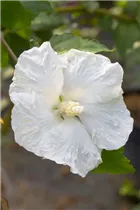 Hibiscus syriacus 'Diana' - Garteneibisch 'Diana'