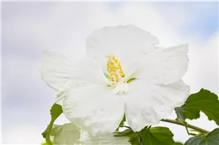 Hibiscus syriacus 'Diana' - Garteneibisch 'Diana'